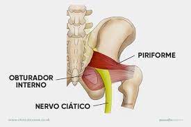 Anatomia do músculo Piriforme e do nervo ciático